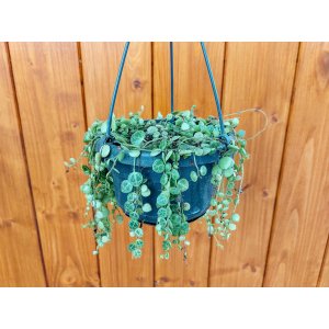 Peperómia (Peperomia) ´PROSTRATA´ - výška 20-30 cm, kont. C1,5L - závesný kvetináč - DRUHÁ ŠANCA